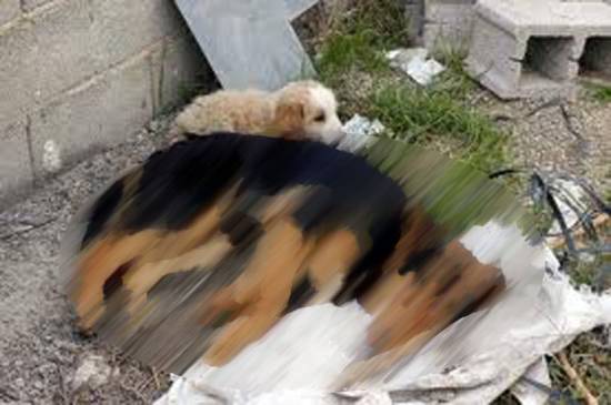 O Σύλλογος Ζωόφιλων Ντόρις για τις δηλητηριάσεις σκυλιών στο Ληξούρι
