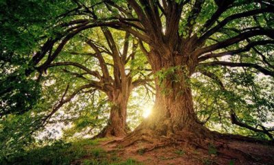 Μικέλης Μαφρέδας (Πρόεδρος Δημοτικής Κοινότητας Σπαρτιών): ‘’Όχι στην παράνομη υλοτόμηση αιωνόβιων δένδρων’’