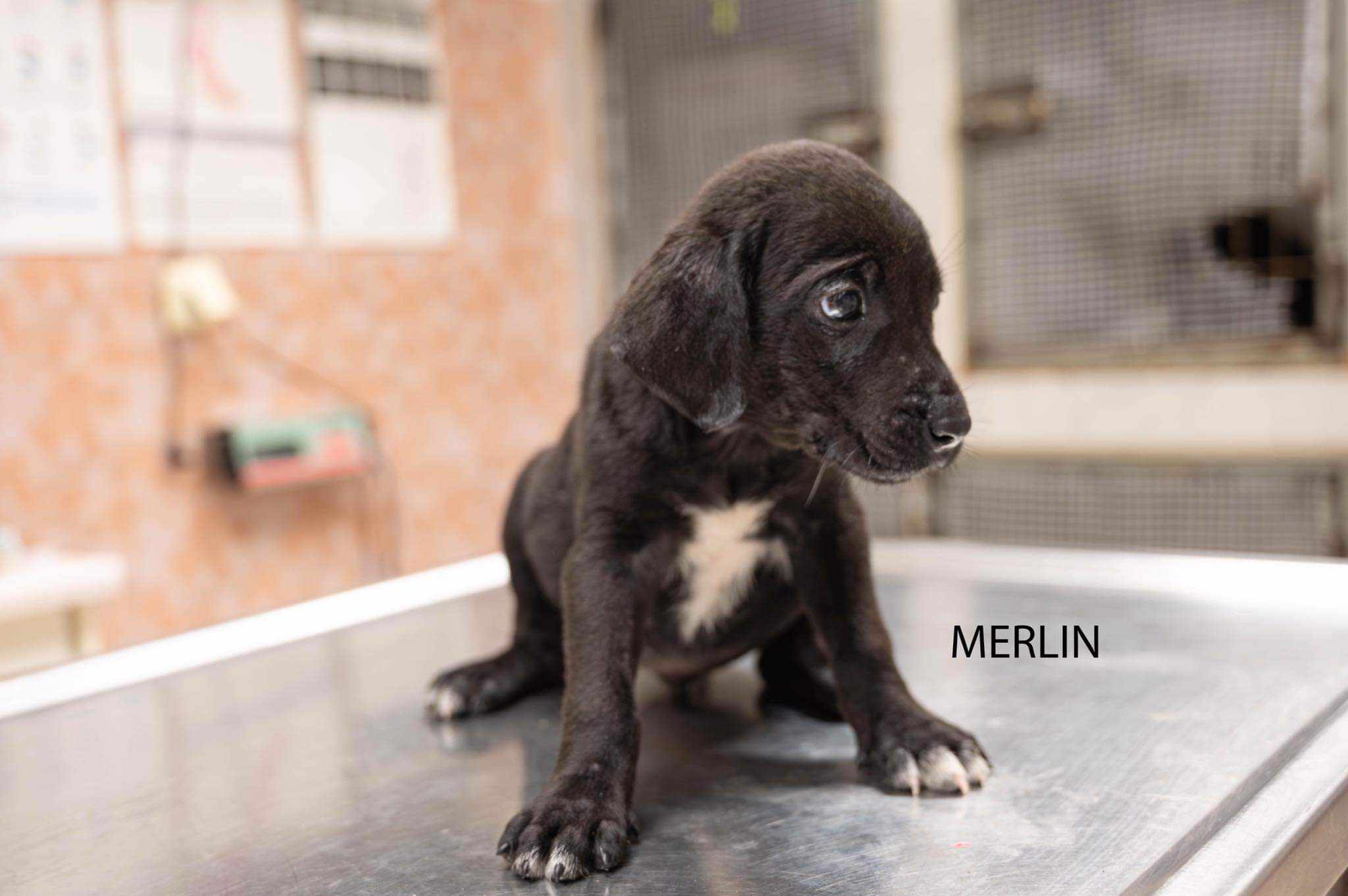 Merlin