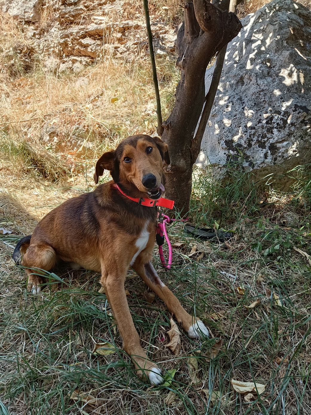 Σκύλος Καταποδάτα για υιοθεσία 10.07