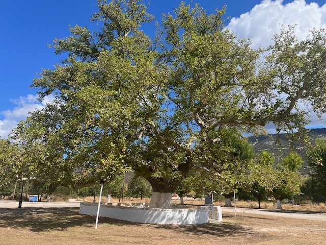 Platanus orientalis Αγίου Γερασίμου