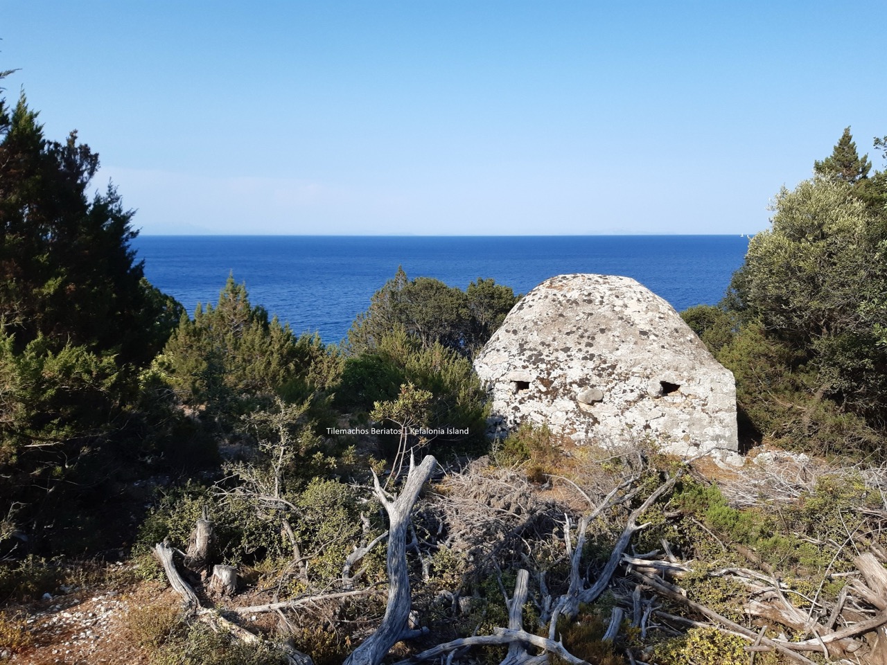 5 Κουτσουπιά μεγάλη