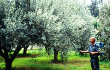 Eγκρίθηκε η Διενέργεια πρόχειρου διαγωνισμού για εργασίες ψεκασμού δακοκτονίας