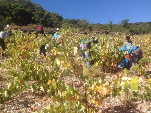 Ξεκίνησε ο τρύγος τους αμπελώνες της Ρομπόλας του κτήματος Κουρή (εικόνες)