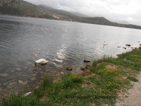 Η πασχαλινή παρέλαση των κύκνων 