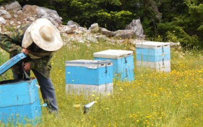 Ε.Α.Σ.: Δήλωση κατεχόμενων μελισοκυψελών για το έτος 2022-2023