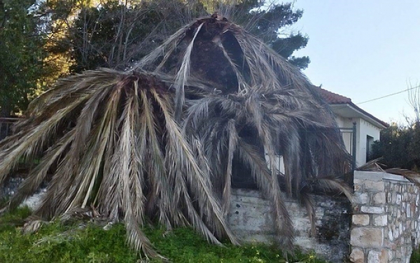 Το κόκκινο σκαθάρι απειλεί και τη λιθοδομή του Κοινοτικού Γραφείου των Πουλάτων