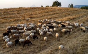 Περιφερειακή Ενότητα Κεφαλονιάς &amp; Ιθάκης: Ενημέρωση για την πανώλη των μικρών μηρυκαστικών