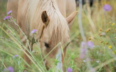 Τι απαντά το Υπ. Αγροτικής Ανάπτυξης για το καθεστώς προστασίας και διαχείρισης των αλόγων του Αίνου