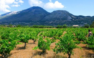 Δισέλιδο αφιέρωμα του "ΒΗΜΑΤΟΣ" στο Kefalonia Wine Hub και τον κεφαλονίτικο οίνο ανώτερης ποιότητας