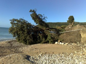 Οι υπεραιωνόβιοι κέδροι του Κατελειού μεταφυτεύτηκαν