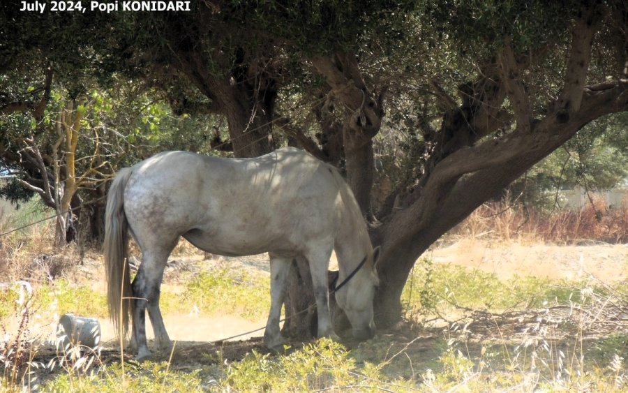 Ιούλιος στο Ληξούρι