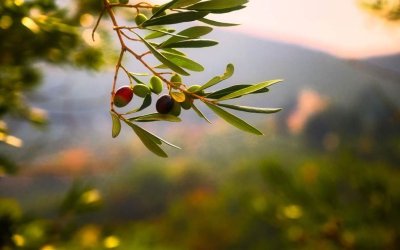 Ξεκινάει ο 2ος Δολωματικός ψεκασμός Δακοκτονίας 2023