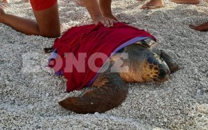 Σοκ στον Μύρτο με καρέτα καρέτα που βγήκε στην παραλία χτυπημένη στο κεφάλι