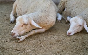 Εστία καταρροϊκού πυρετού του προβάτου στη Λευκάδα - Ενημέρωση των κεφαλονιτών κτηνοτρόφων