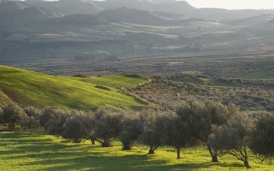 Βουλή: Ψηφίστηκε η ρύθμιση για τους δασωθέντες αγρούς