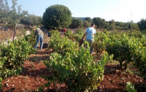 Ξεκίνησε και φέτος ο τρύγος στα Πουλάτα!