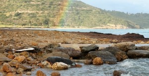 Νεκρή θαλάσσια χελώνα στον Κατελειό