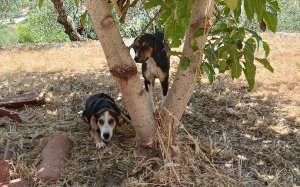 Σκυλάκια για υιοθεσία στον Δήμο Σάμης