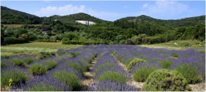 Πατρικάτα... με άρωμα Λεβάντας