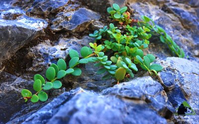 Σχολική δράση για τη μελέτη και ανάδειξη της άγριας και ενδημικής χλωρίδας της Κεφαλονιάς