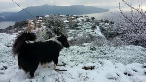 Σε λευκό κλοιό και τα Κομιτάτα (εικόνες)