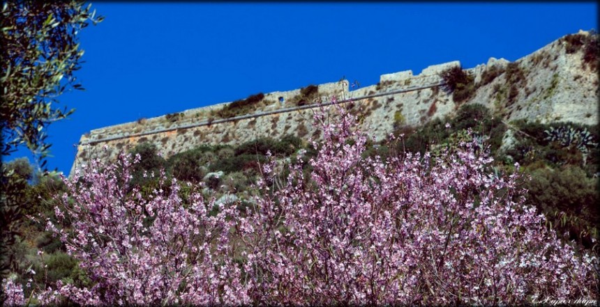 Τα πρώτα λουλούδια του χρόνου μέσα από 24 υπέροχα κλικ στην Κεφαλονιά!