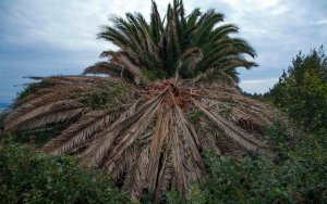 Συνεργασία WIND με τον Δήμο Ρεθύμνης για την προστασία των φοινίκων από το κόκκινο σκαθάρι