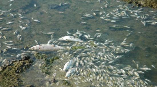 Ζάκυνθος: Η «νόσος των ψαριών» χτύπησε τον κόλπο του Λαγανά