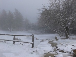 Μεγάλη Πέμπτη... με χιόνια στην Πάρνηθα! | Δείτε φωτογραφίες!