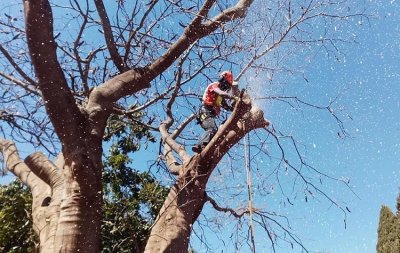 Σύσταση από τον Δήμο Σάμης να κοπούν κλαδιά και φυτά που προεξέχουν σε κοινόχρηστους χώρους