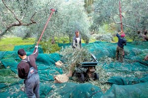 Ε.Α.Σ. : Χωρίς ιδιαίτερα προβλήματα το μάζεμα της ελιάς