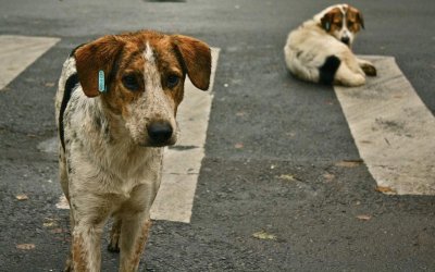 Τι απαντά ο Άγγελος Γαλάτης στη διαμαρτυρία για τα αδέσποτα ζώα στο Ληξούρι