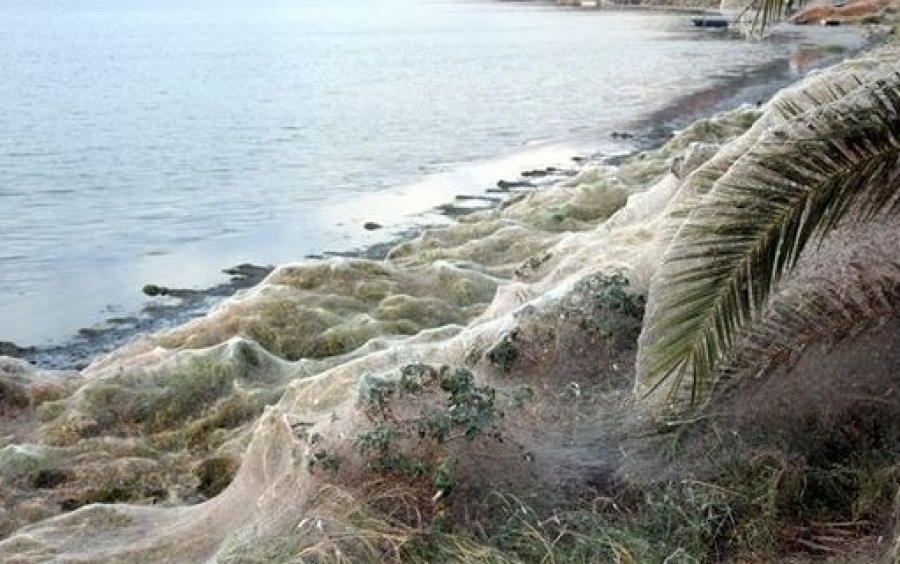 Εντυπωσιακό φαινόμενο στο Αιτωλικό: Πέπλο αράχνης «κατάπιε» 300 μέτρα βλάστησης