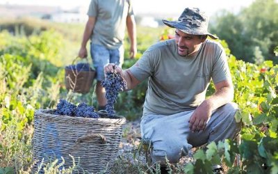 Σάμη: Επιμορφωτική Ημερίδα για την καλλιέργεια του Αμπελιού