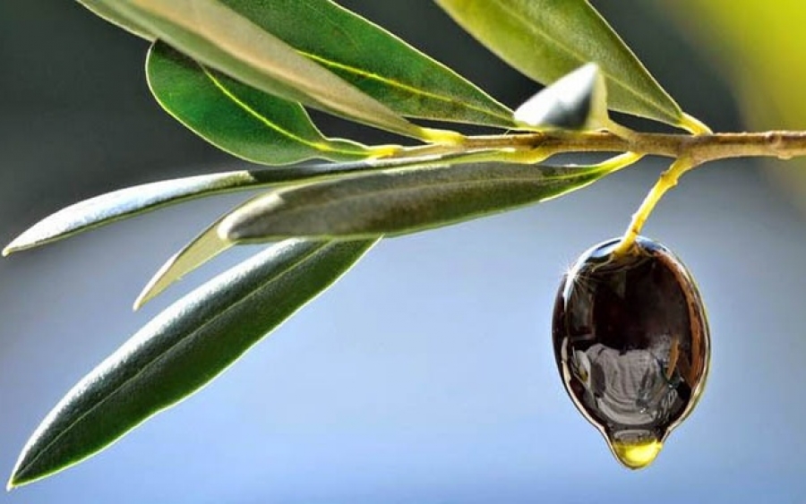 Χρυσό βραβείο σε διεθνή διαγωνισμό στη Νέα Υόρκη για το Κεφαλονίτικο ελαιόλαδο!