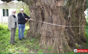 Στην Κεφαλονιά μια από τις αρχαιότερες ελιές στον κόσμο (εικόνες)