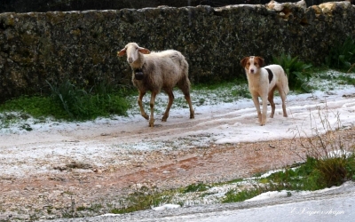 Έγινε η βροχή χαλάζι... (εικόνες)