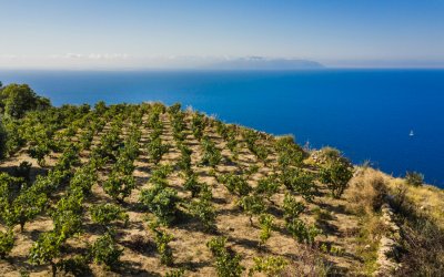 Στο κορυφαίο οινικό περιοδικό της Ελλάδας η δράση του Συνδέσμου Οινοποιών Κεφαλονιάς.