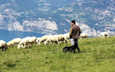 Ερώτηση Βελόπουλου για τα αιτήματα της Επιτροπής Αγώνα Αγροτοκτηνοτρόφων Κεφαλονιάς - Απάντηση Υπ. Περιβάλλοντος Κώστα Σκρέκα