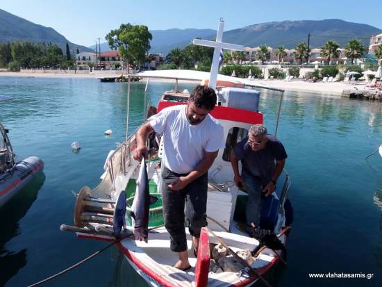 Μικρός λευκός καρχαρίας στον Καραβόμυλο