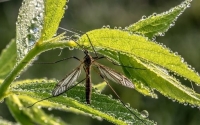 ΠΟΥ: Ανησυχητική αύξηση των ασθενειών που οφείλονται στα κουνούπια στην Ευρώπη