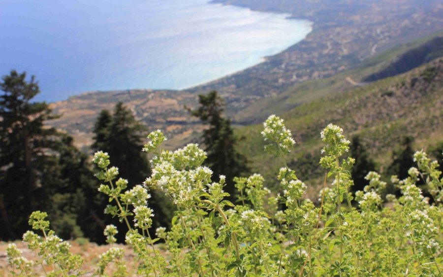 Διοργάνωση θεματικής εκδρομής συλλογής Ρίγανης από τον Ο.ΦΥ.ΠΕ.Κ.Α.