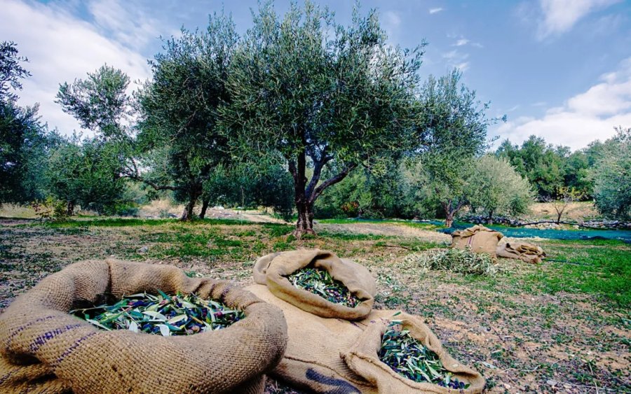 Ε.Α.Σ.: Σε εξέλιξη το φετινό λιομάζωμα