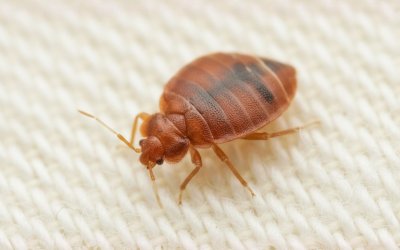 Απαλλαγή από κοριούς: Αποτελεσματικές λύσεις για την οριστική εξάλειψη των κοριών του κρεβατιού