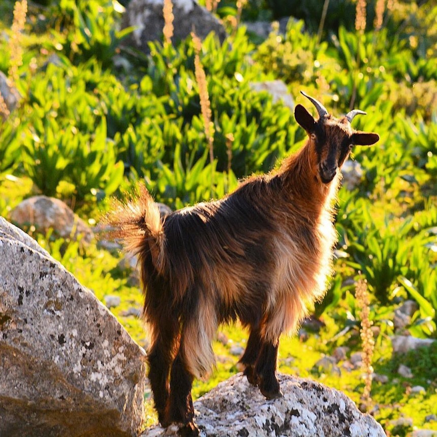 Οι δικές σας Κεφαλονίτικες φωτογραφίες στο Instagram - #inkefaloniagr