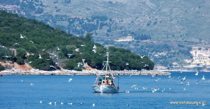 Η τράτα και οι γλάροι στον Καραβόμυλο - υπέροχες εικόνες!