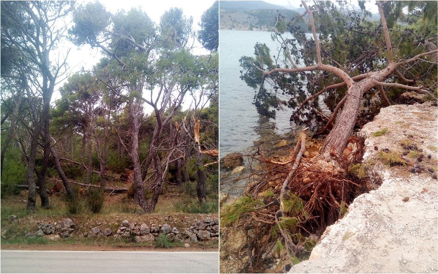 Το Περιαστικό δασύλλιο Αργοστολίου εκπέμπει σήμα κινδύνου (εικόνες)