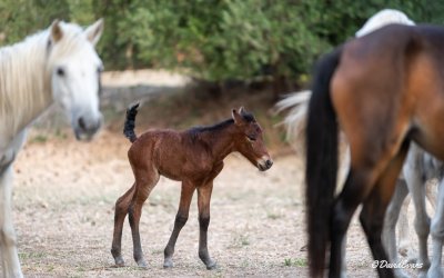 Ένα νέο μέλος στα άγρια άλογα του Αίνου (εικόνες)