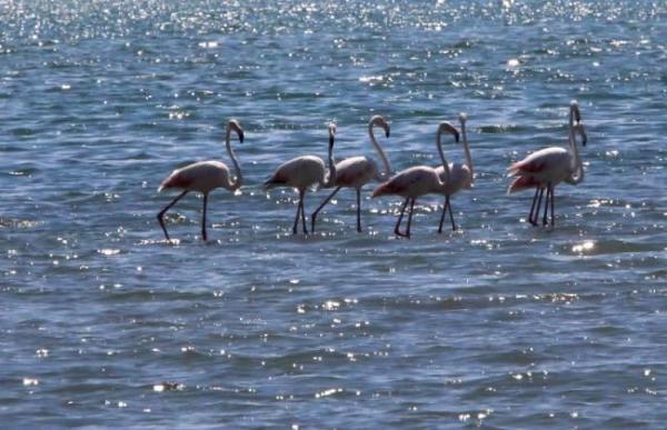 Φλαμίνγκο έκαναν την εμφάνισή τους στην Αργολίδα (photos)